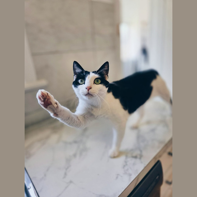 Photo of Makita   In Foster Care In Northcote