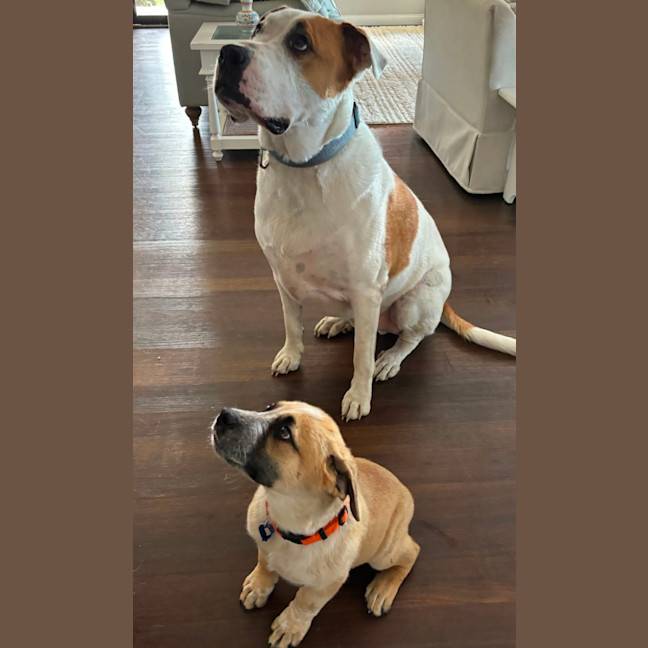 Photo of Oakley   12 Week Old Cattle Dog X Mastiff (Trial)