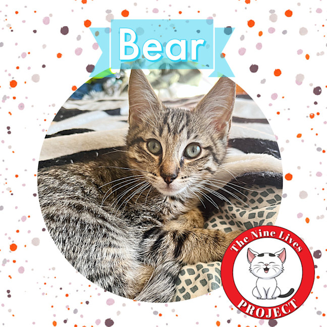 Photo of Bear *9 Lives Project Rescue*