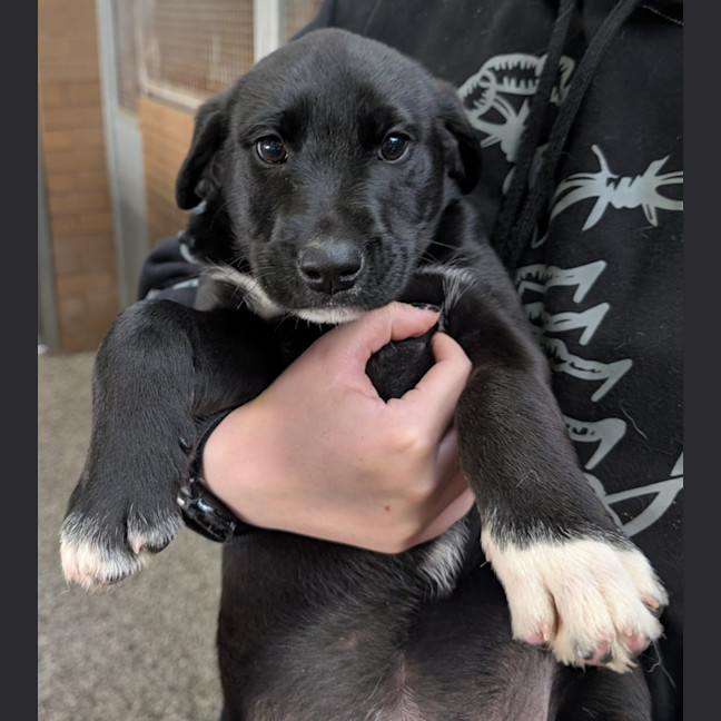 Photo of Luna