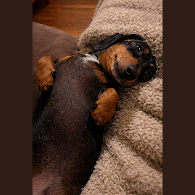 Photo of Fredrick & Willow #Bonded Pair