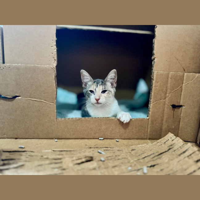 Photo of Tay Tay & Britney 