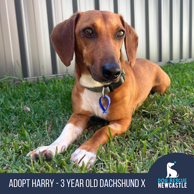 Photo of Harry   3 Year Old Dachshund X Jack Russell
