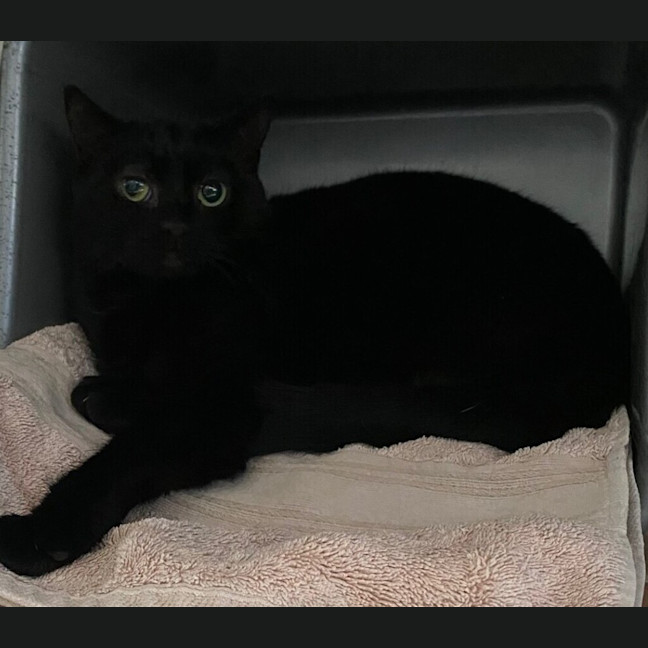 Photo of Onyx