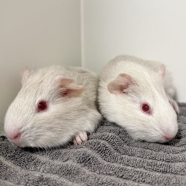 Photo of Ice Cream And Yoghurt