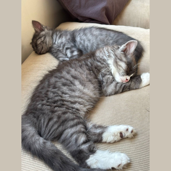 Photo of Mary Kate And Ashley