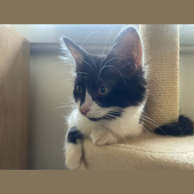Photo of Echo