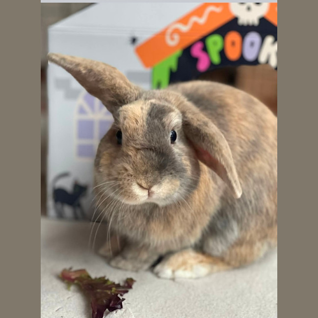 Photo of Monty
