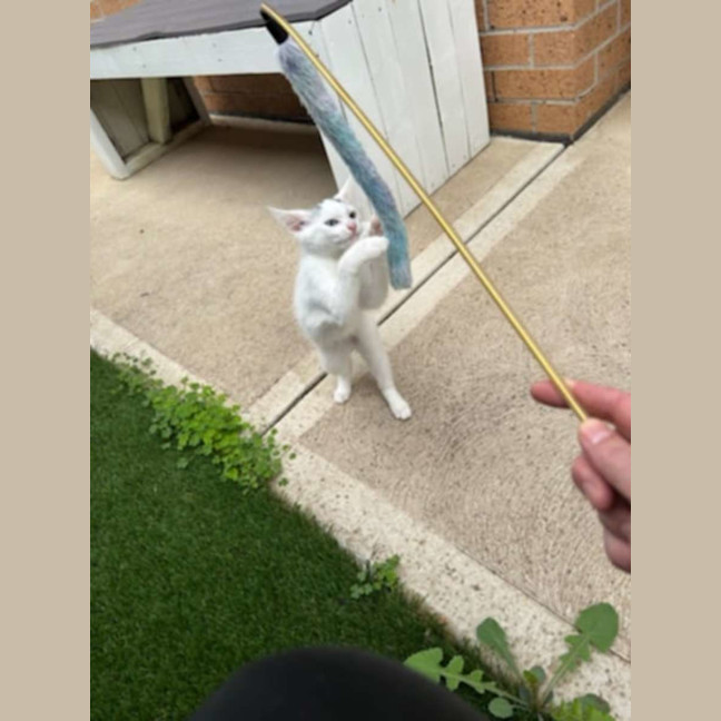 Photo of Bowie *9 Lives Project Rescue*