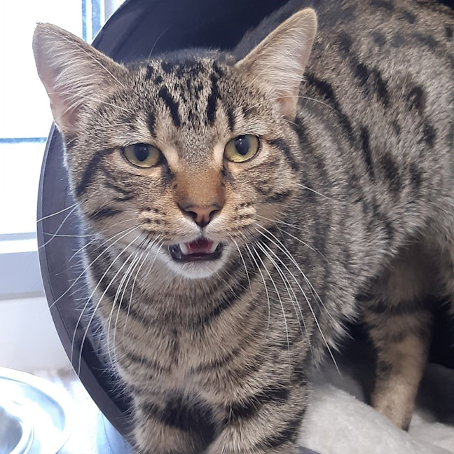 Photo of Dexter