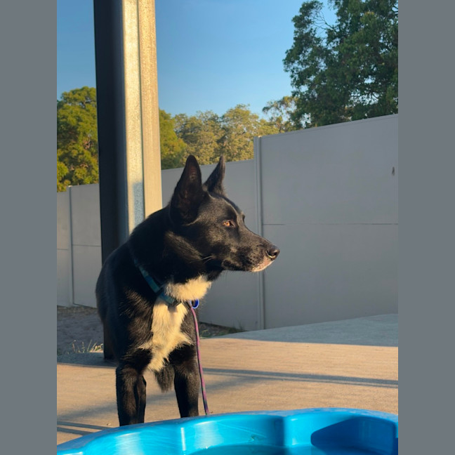Photo of Rocky   2 Year Old Border Collie X Kelpie (Trial)