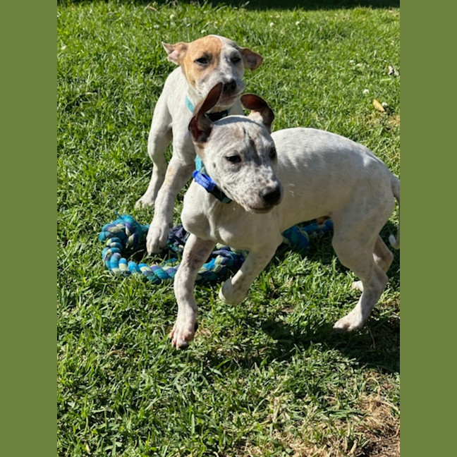Photo of Bob   11 Week Old Cattle Dog X Staffy (Trial 10/10