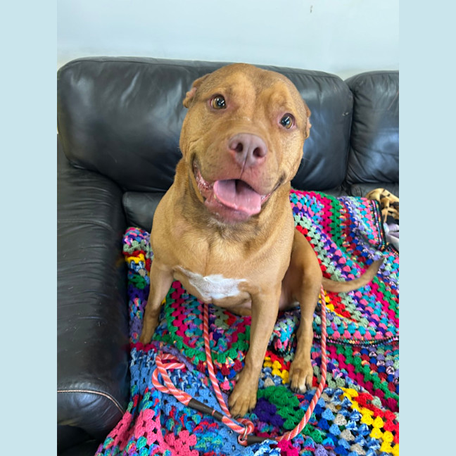 Photo of Scrappy Doo