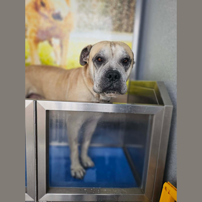 Photo of Diesel