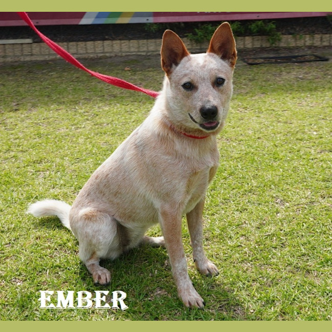Photo of Ember