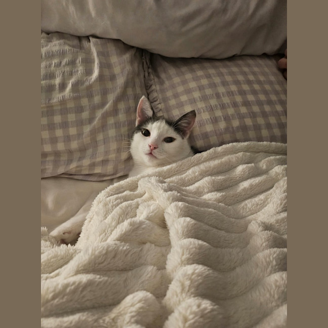 Photo of Silky