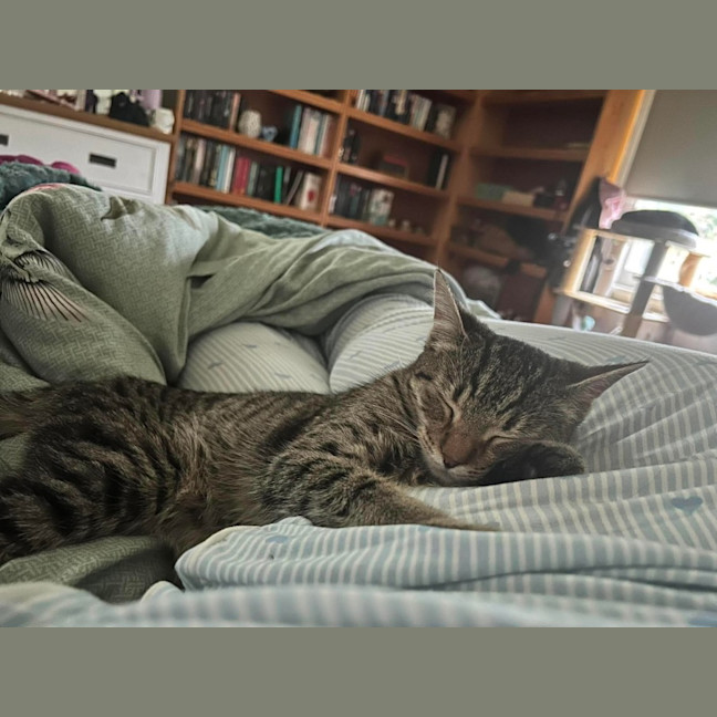 Photo of Curly 