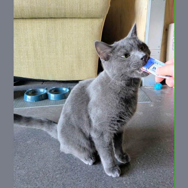 Photo of Arlo *9 Lives Project Rescue*