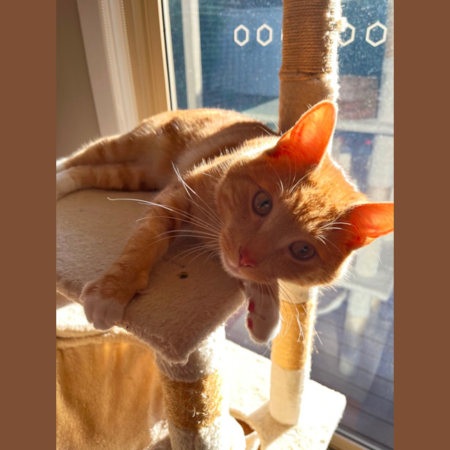 Photo of Woody 