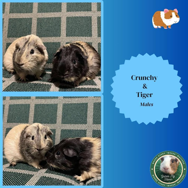 Photo of Crunchy & Tiger