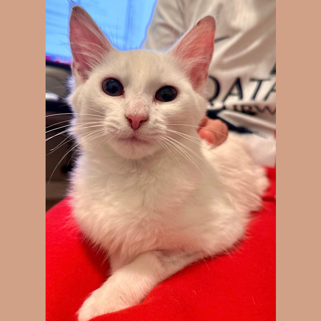 Photo of Frankie