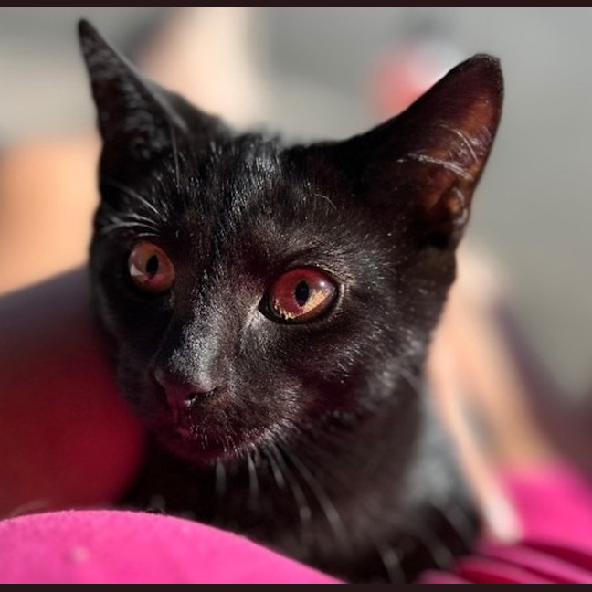 Photo of Silky   Reduced Adoption Fee