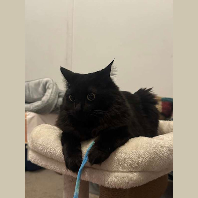 Photo of Luna