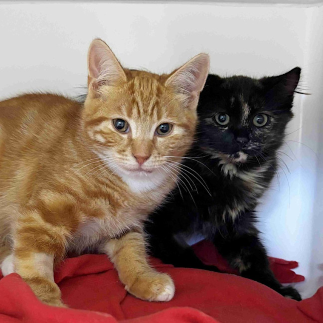 Photo of Lucy Stk014600 And Cooper Stk014601