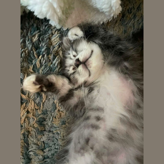 Photo of King Fluffernutter 