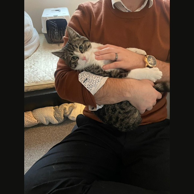Photo of Goose