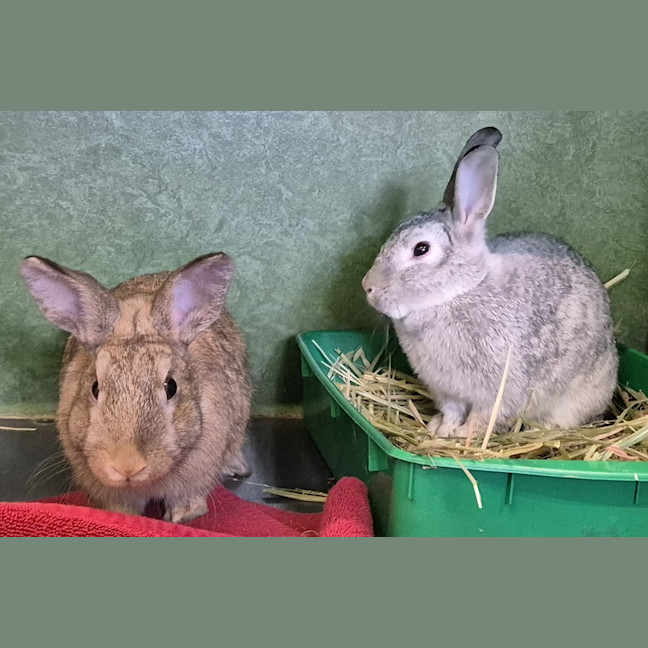Photo of Fudge (Bonded With Choc Chip)