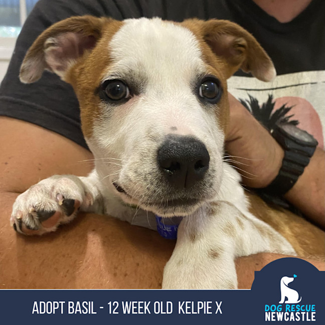 Photo of Basil   4 Month Old Kelpie X (Trial)