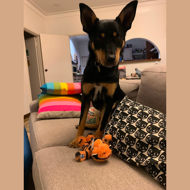 Photo of Tiki 