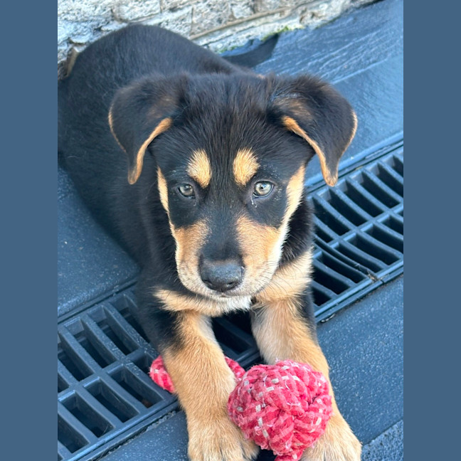 Photo of Maverick 🧢🐶🕶️