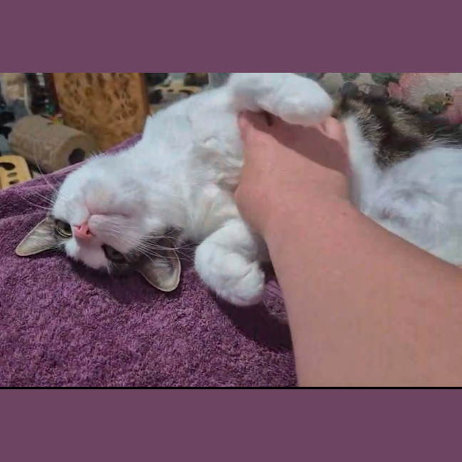 Photo of Laura * 9 Lives Project Rescue*