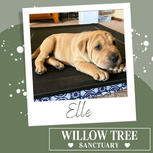 Photo of Elle