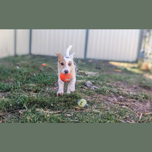 Photo of Scooter