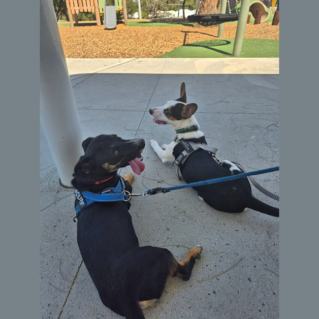 Photo of Dancer (Solo)