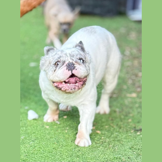 Photo of Wiggles