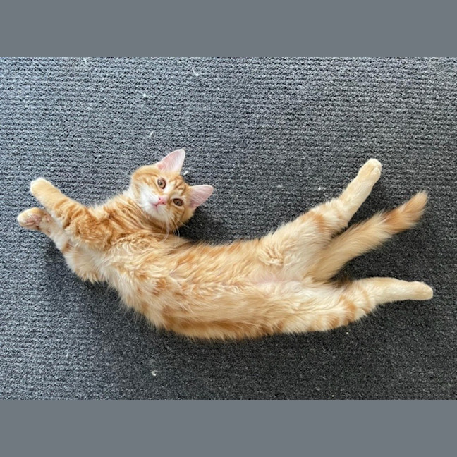 Photo of Nicholas Xenos