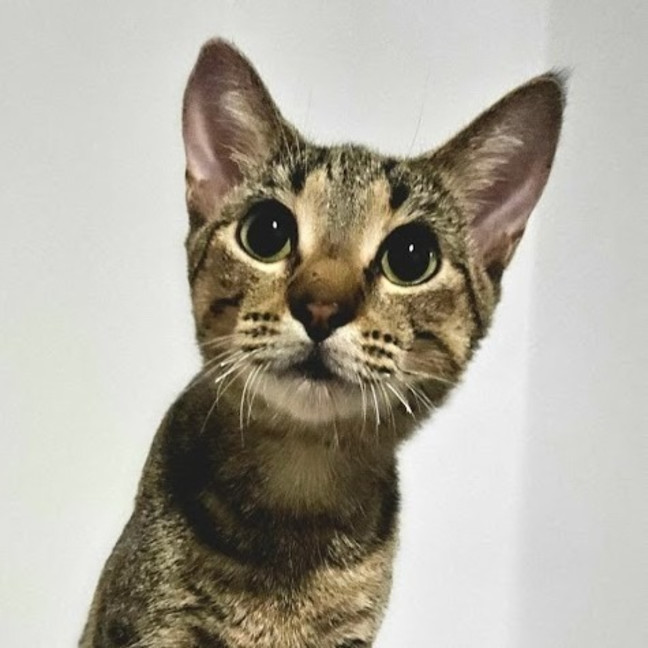 Photo of Mochi