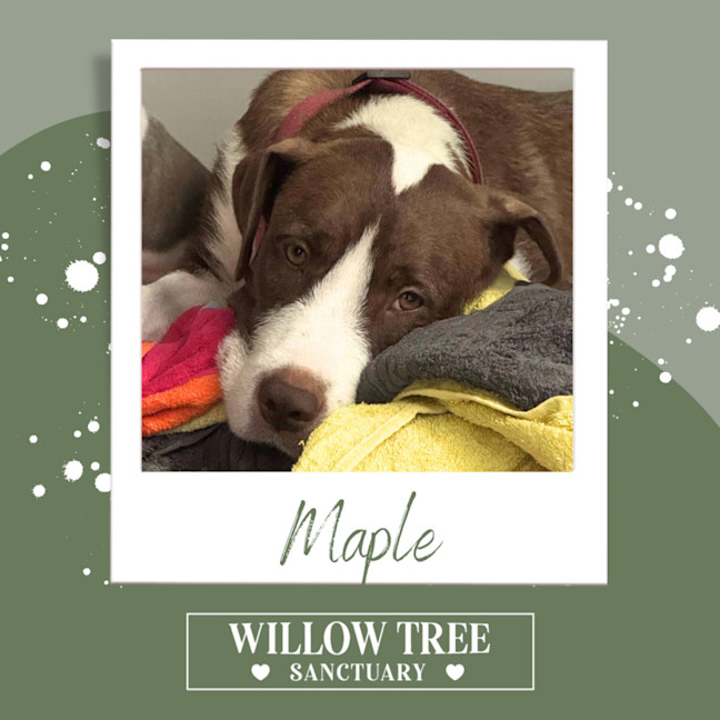 Photo of Maple