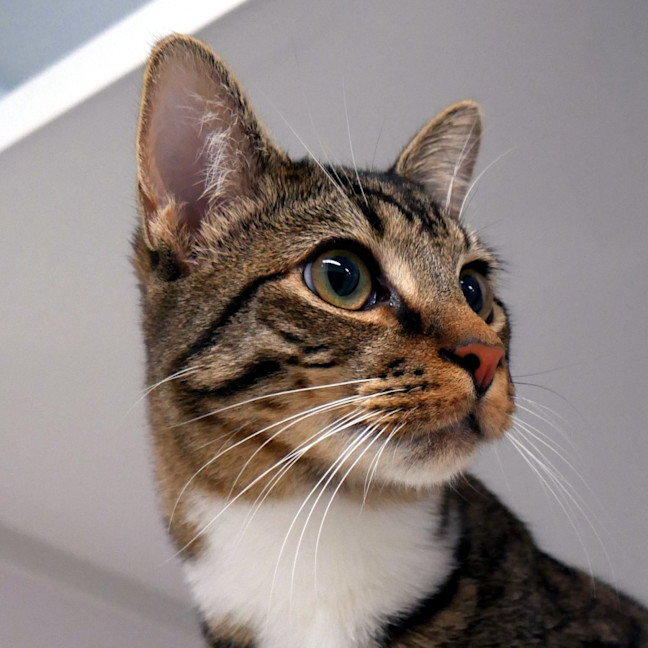 Photo of Matteo Suk014097