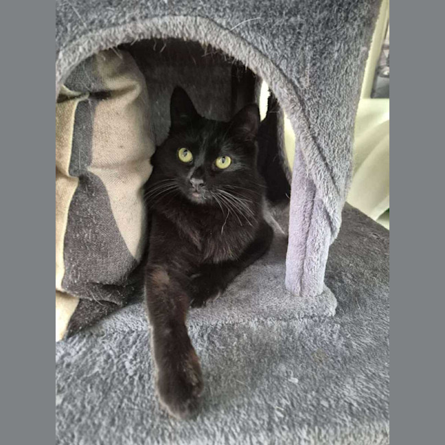 Photo of Finley *9 Lives Project Rescue*