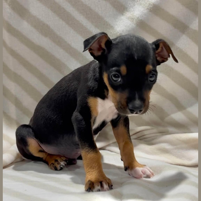 Photo of Praline