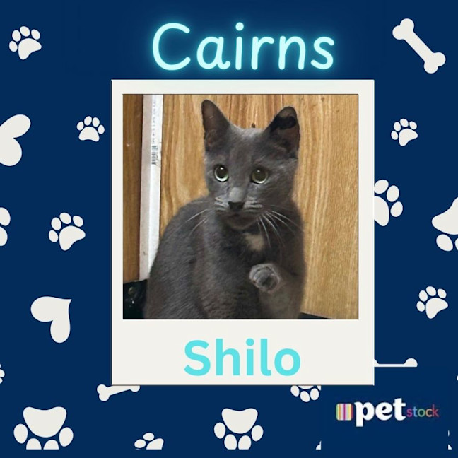 Photo of Shilow