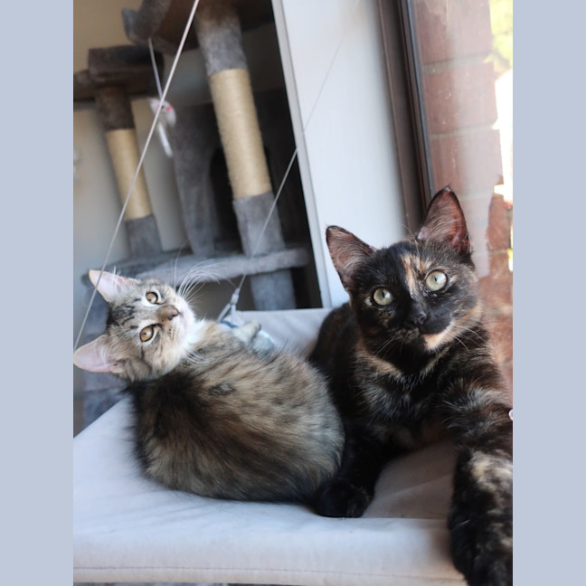 Photo of Diet Dr Pepper