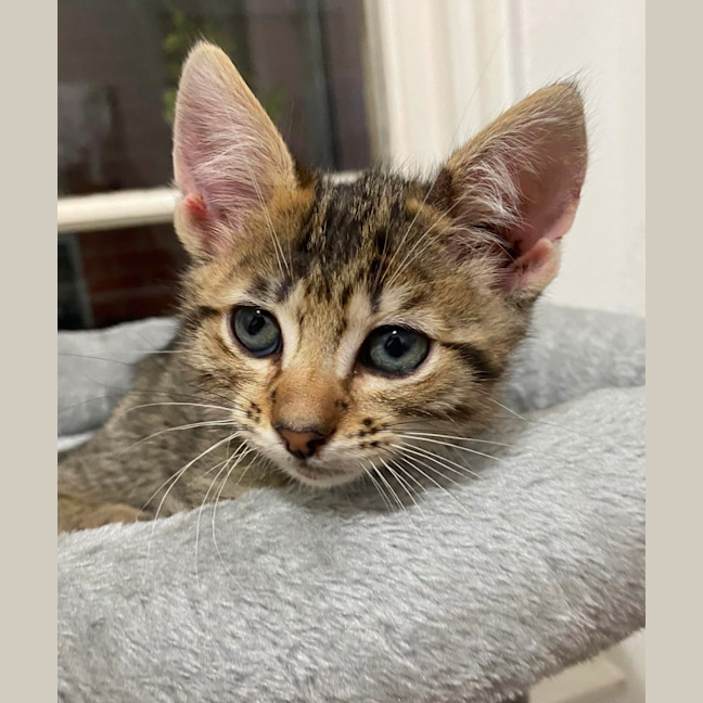 Photo of Gadget