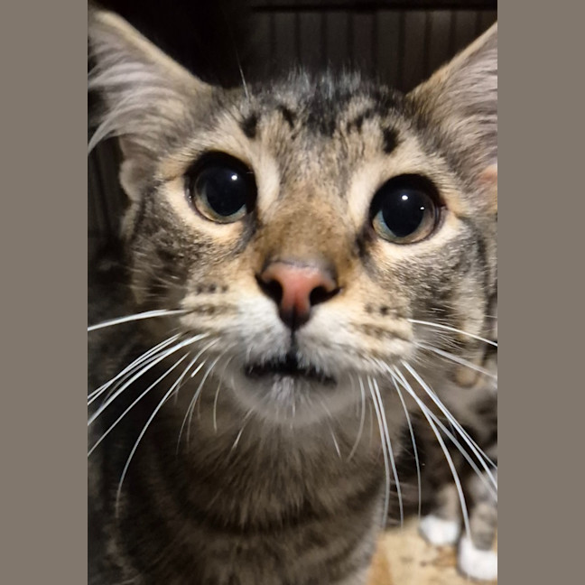 Photo of Sampson