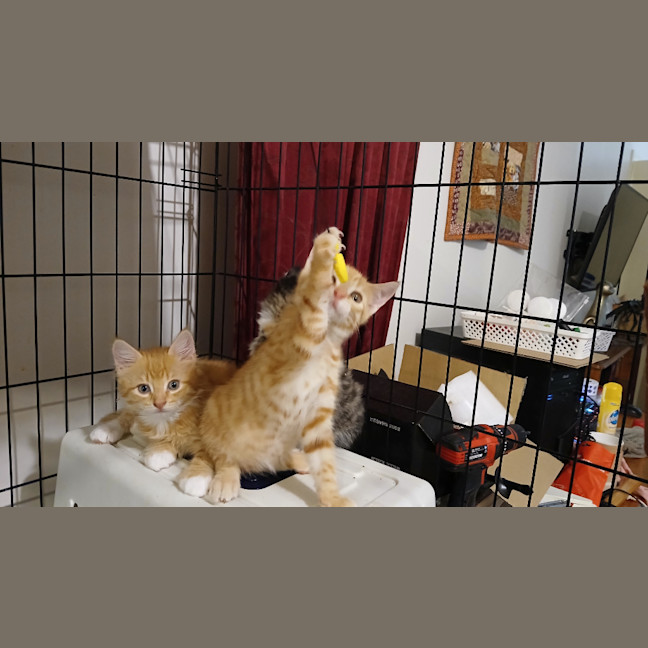 Photo of Tommyt